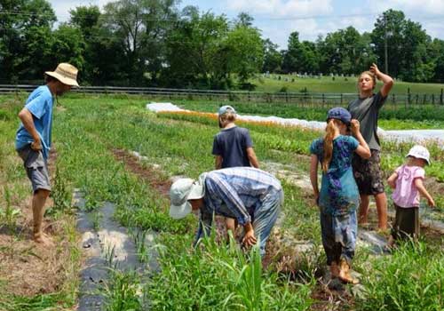 Organic Farms