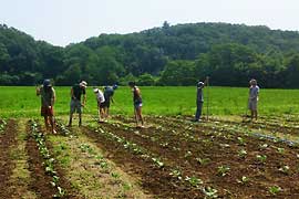 Hikers working on organic farm